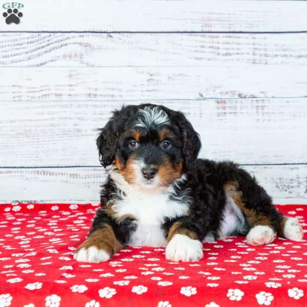 Bandit, Bernedoodle Puppy